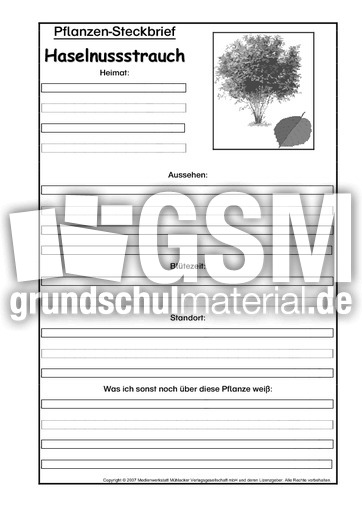 Pflanzensteckbrief-Haselstrauch-SW.pdf